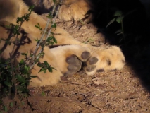 Lion, Sabi Sand