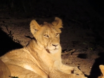 Lion, Sabi Sand