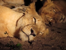 Lion, Sabi Sand