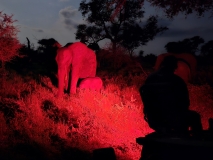 Elephants at night, Sabi Sand