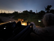 Lion at night, Sabi Sand