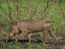 Warthog, Sabi Sand