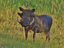 Warthog, Sabi Sand