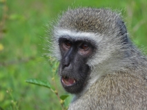 Velvet Monkey, Sabi Sand