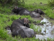 African Buffalo, Sabi Sand