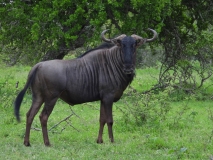 Wildebeest, Sabi Sand