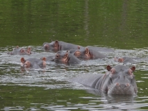 Hippo, Sabi Sand