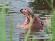 Hippo, Sabi Sand