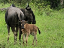 Young Wildebeest, Sabi Sand