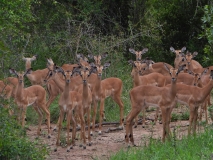 Young Impala, Sabi Sand