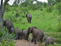 Young Elephants, Sabi Sand