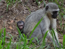 Baby Monkey, Sabi Sand