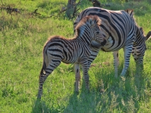 Young Zebra, Sabi Sand