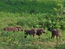 Baby Warthogs, Sabi Sand