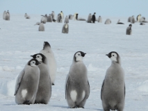 Atka Bay Emperor Penguins