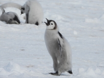 Atka Bay Emperor Penguins