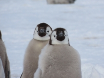 Atka Bay Emperor Penguins