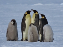 Atka Bay Emperor Penguins