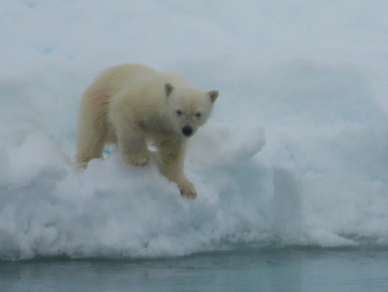 Polar bear cubs, Greenland