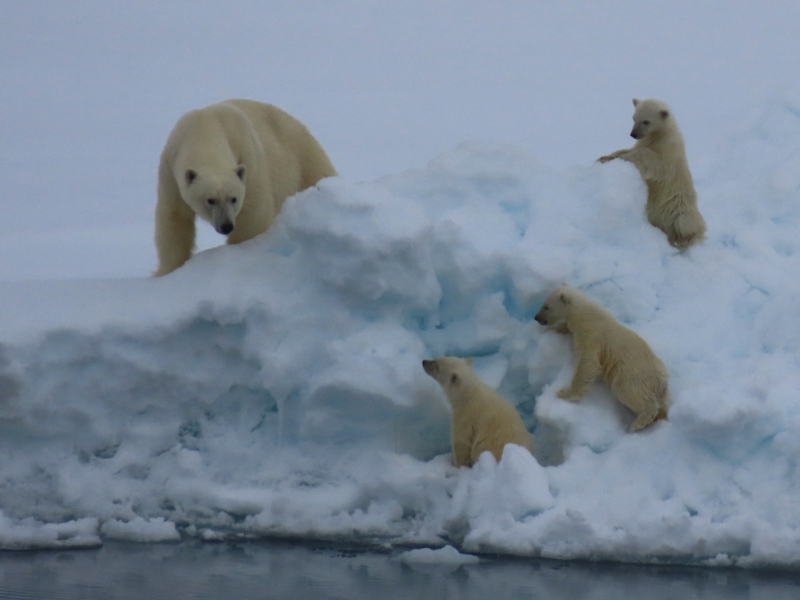 Polar bear cubs, Greenland