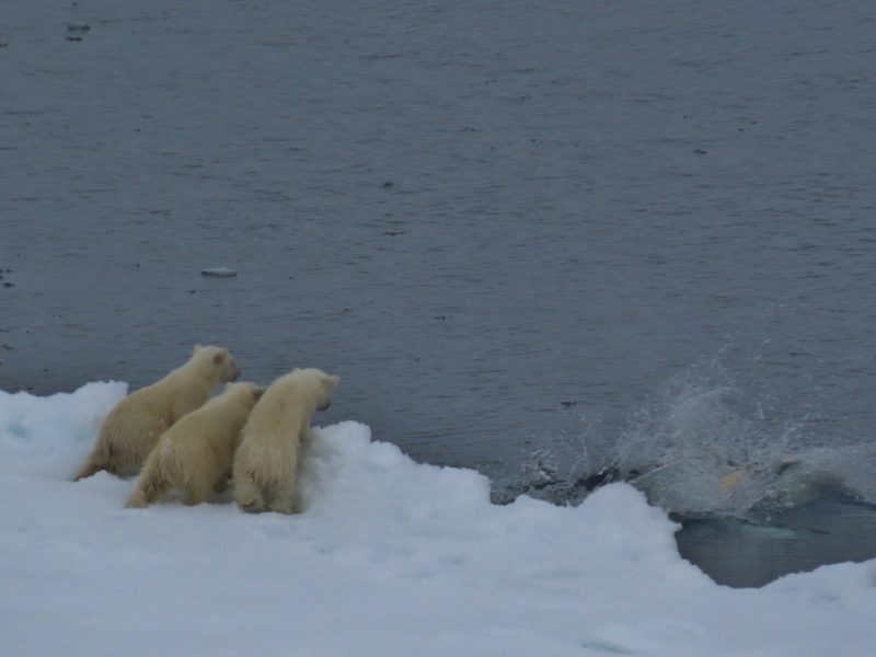 Polar bear cubs, Greenland