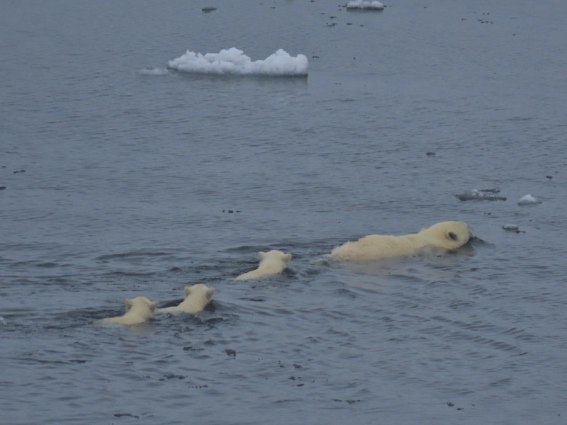 Polar bear cubs, Greenland