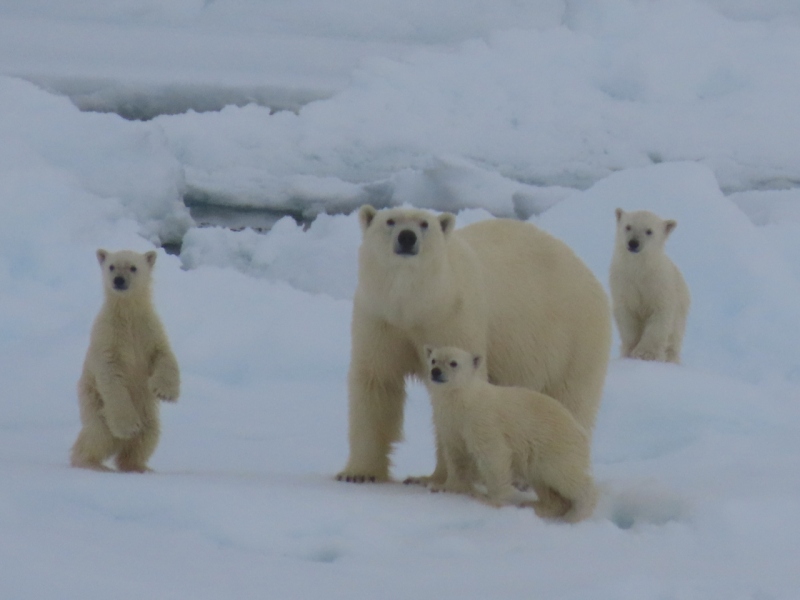 Polar bear cubs, Greenland