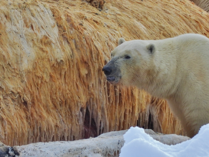 Polar bears at whale carcass, east coast of Greenland