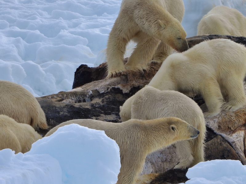 Polar bears at whale carcass, east coast of Greenland