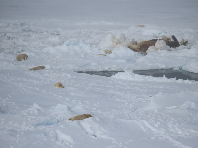 Polar bears at whale carcass, east coast of Greenland