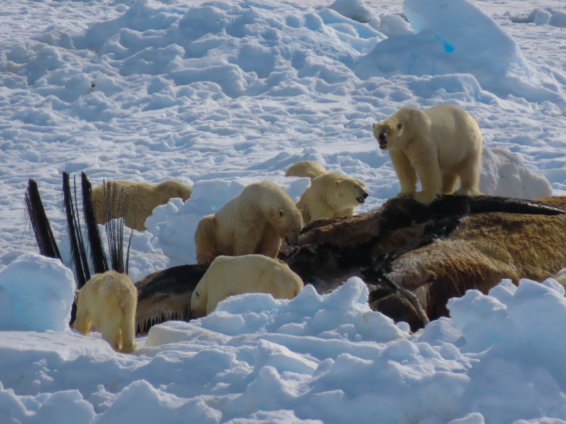 Polar bears at whale carcass, east coast of Greenland