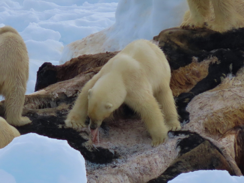 Polar bears at whale carcass, east coast of Greenland