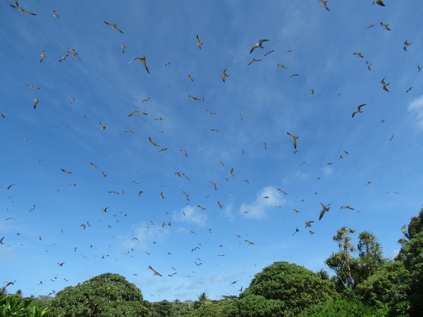 palmyra atoll murders